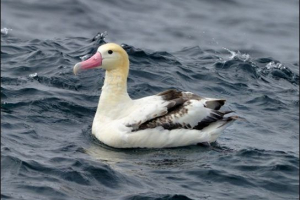 Biały kręgosłup albatross Biały kręgosłup albatross
